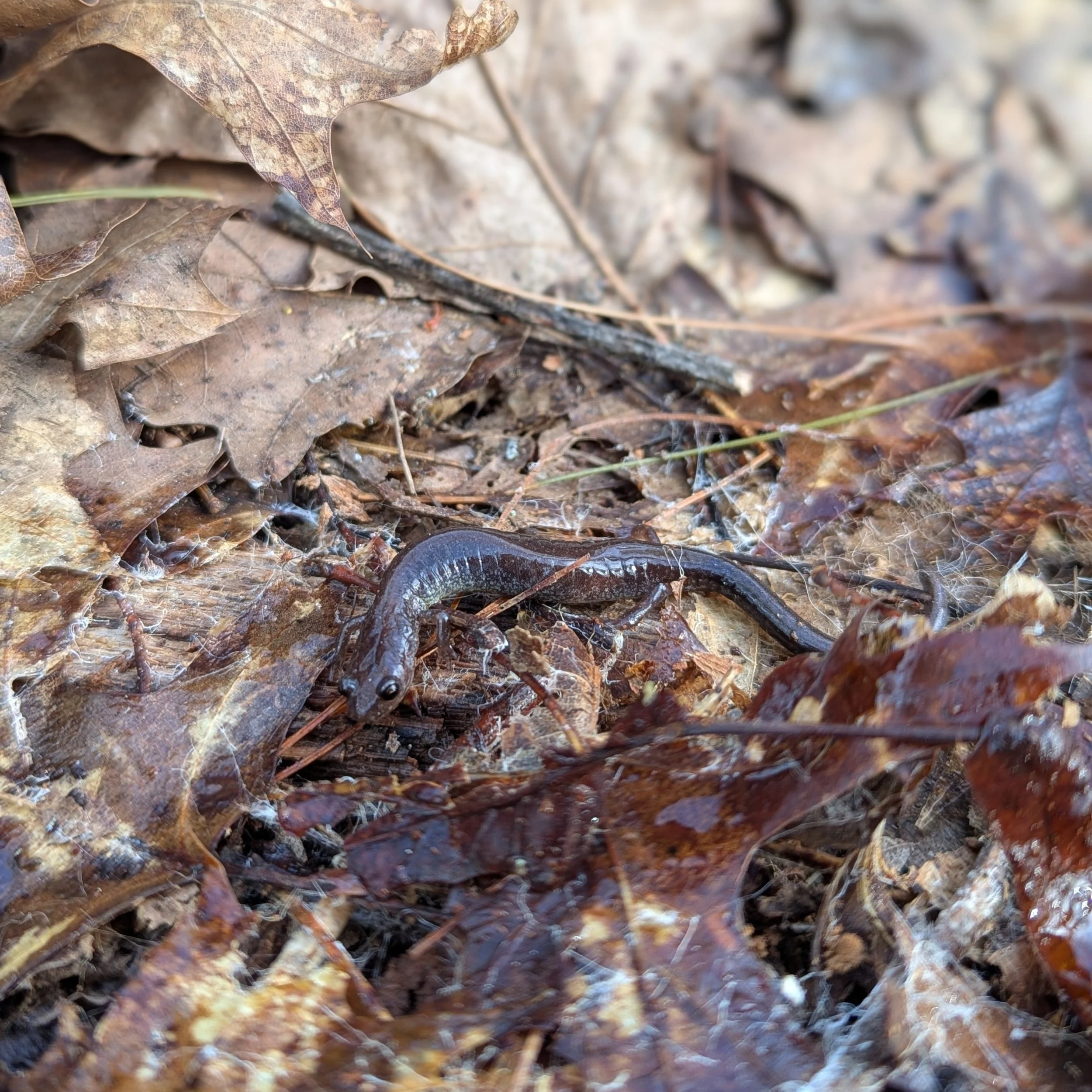 Always a treat to find a salamander hiding out in the damp shade. Aside from being incredibly cute, they act as tiny, natural pest control for your flower beds. Healthy soil = happy salamanders = thriving gardens! 🦖🌸