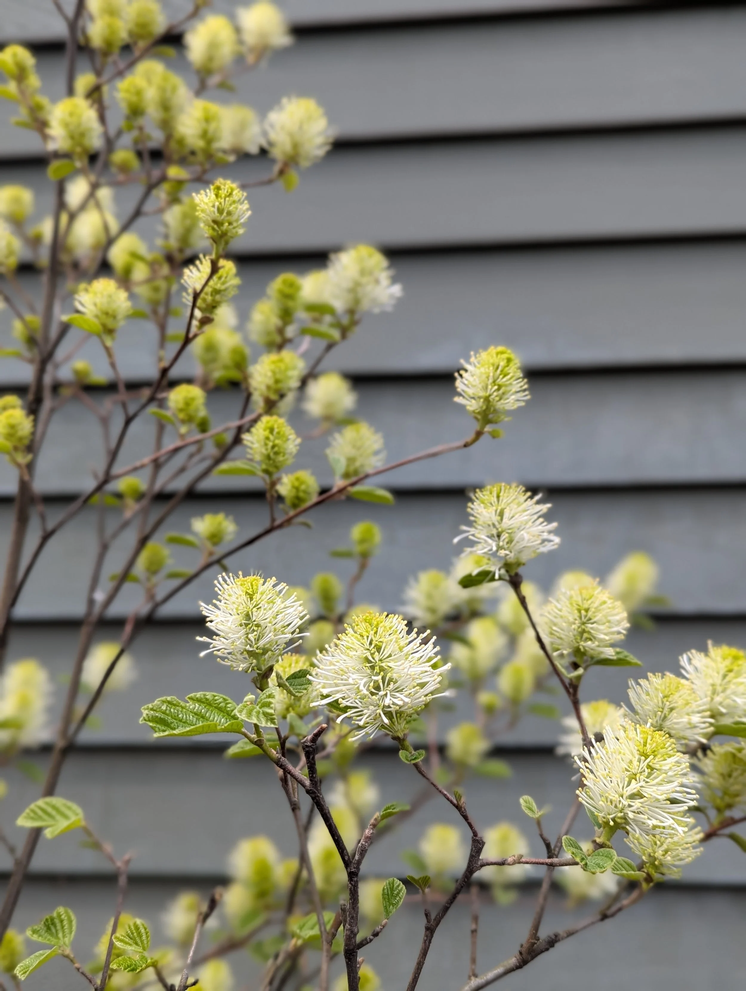 Bottlebrush spring blooms AND show-stopping fall foliage?! 🌸➡️🍂 Fothergilla for the win! Truly one of the best low-maintenance shrubs for multi-season interest.