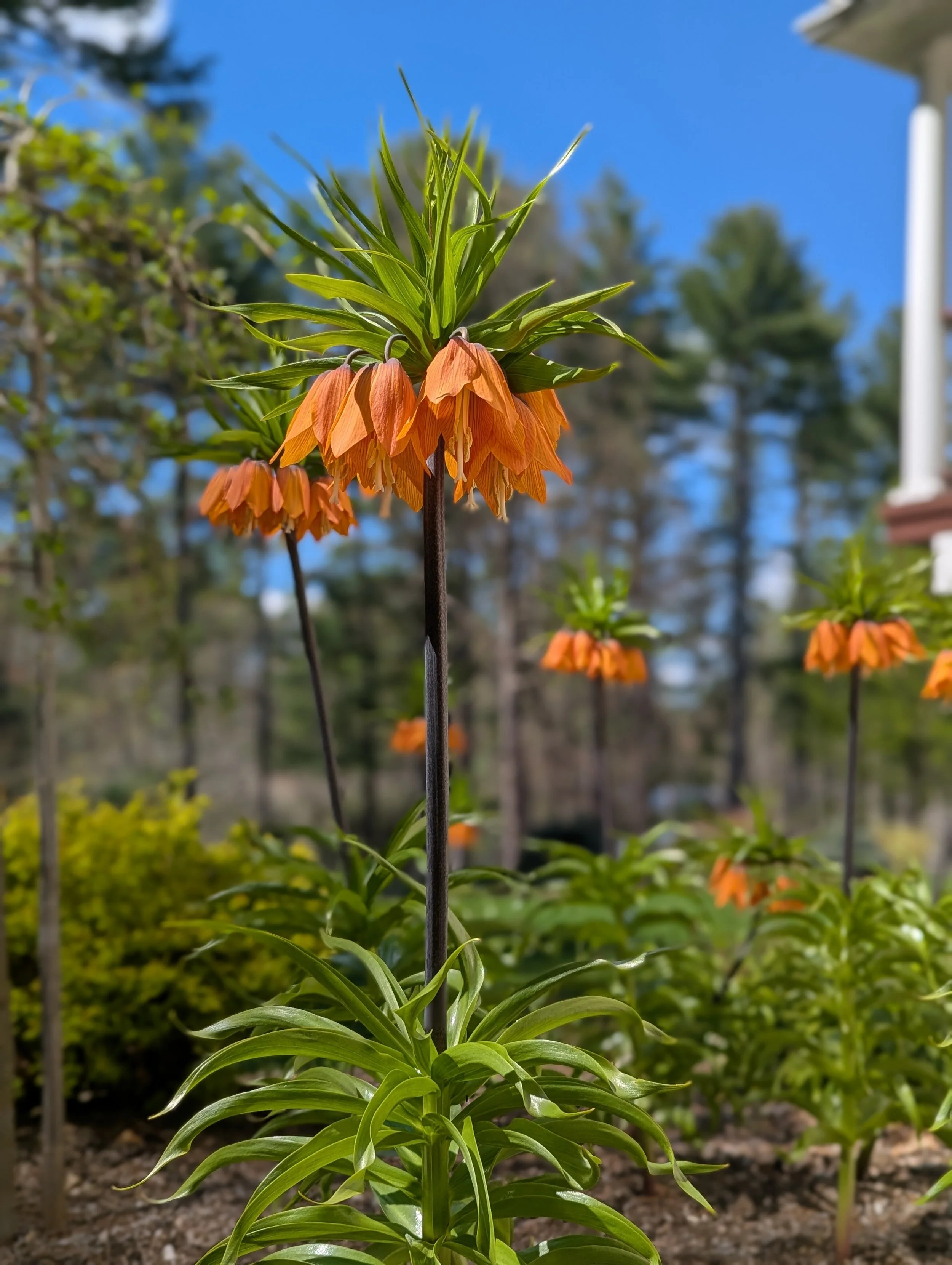 Watching these Fritillaria pop up this spring has been so fun! It&rsquo;s always rewarding to see that autumn garden work pay off! 💪🍂➡️🌷