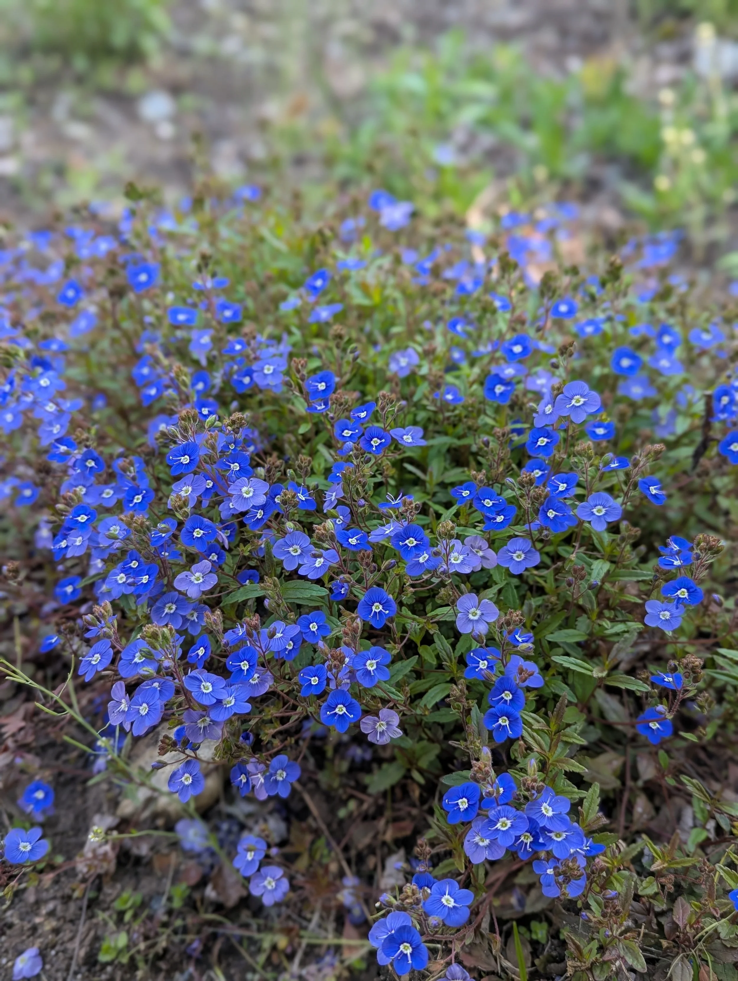 Can&rsquo;t get enough of this blue hue! 💙 Seriously obsessed with how this germander pops in the sun. Is anyone else adding more blue to their garden this season?