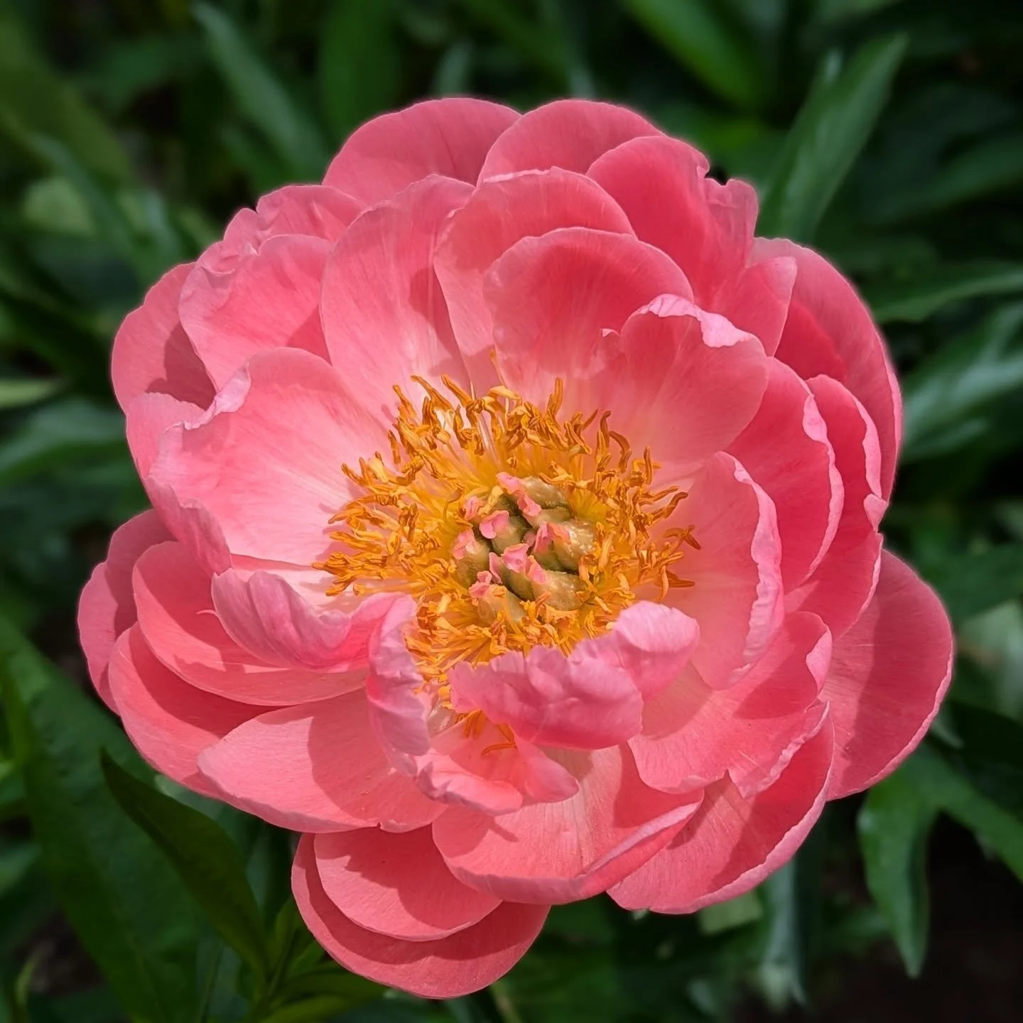 Stop and smell the peonies.🌸

#finegardening #peonies #westford #groton #chelmsford