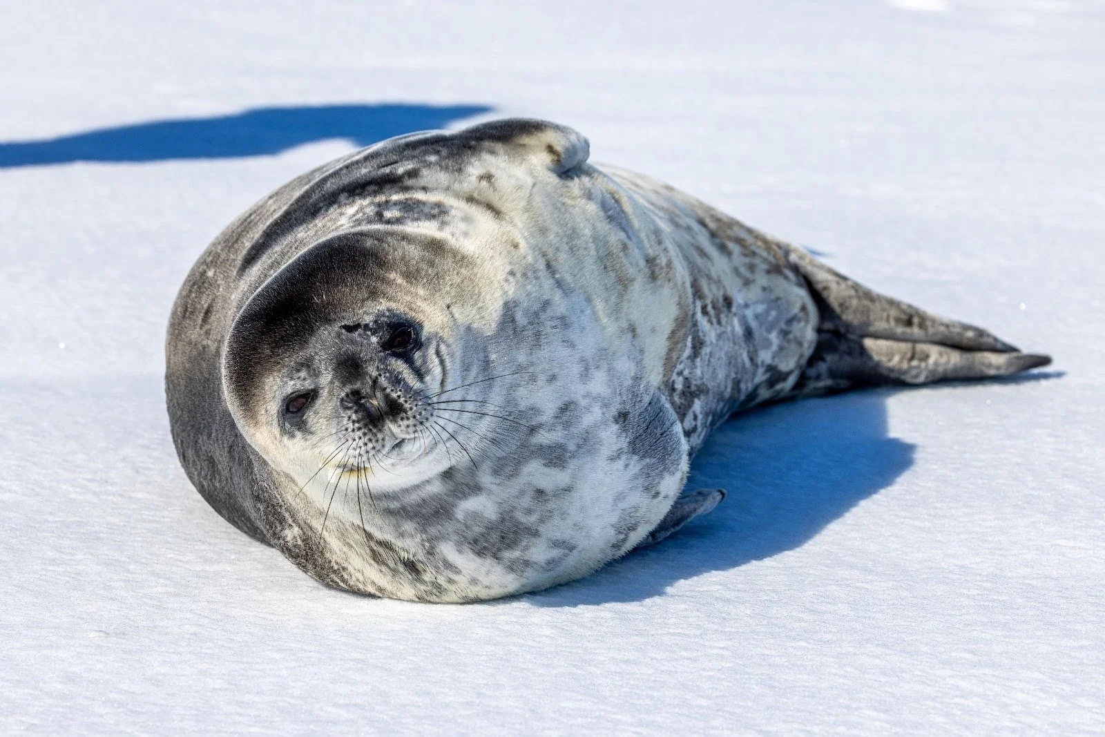 Inaugural Ross Sea Research Coordination Network Workshop: developing networks to tackle challenges in the polar regions