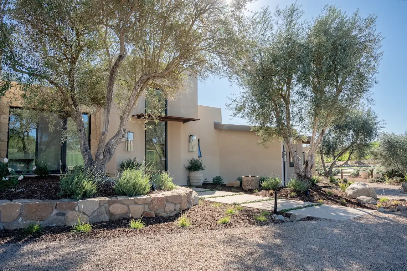Front yard landscape featuring mature olive trees, natural stone border, Mediterranean drought-tolerant planting, and concrete pathway designed by Legacy Landscape & Arboriculture in Los Olivos, Santa Barbara County