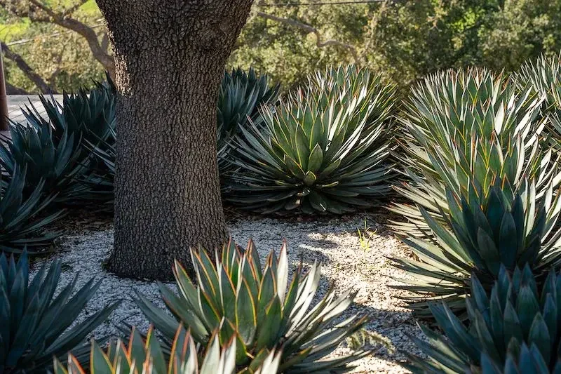 Dramatic agave plant groupings surrounding a mature oak tree with decomposed granite ground cover, designed by Legacy Landscape & Arboriculture in Santa Barbara County