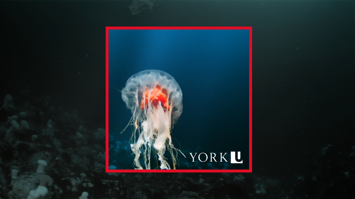 YORK UNIVERSITY // Jellyfish