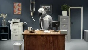 HSBC // Parrots