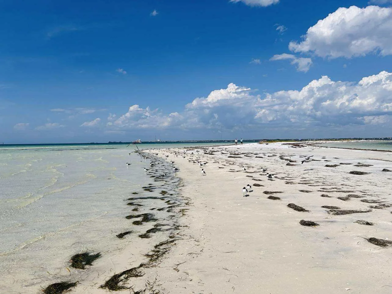 Beach with white sand, seagulls, seaweed, and cloudy blue sky.