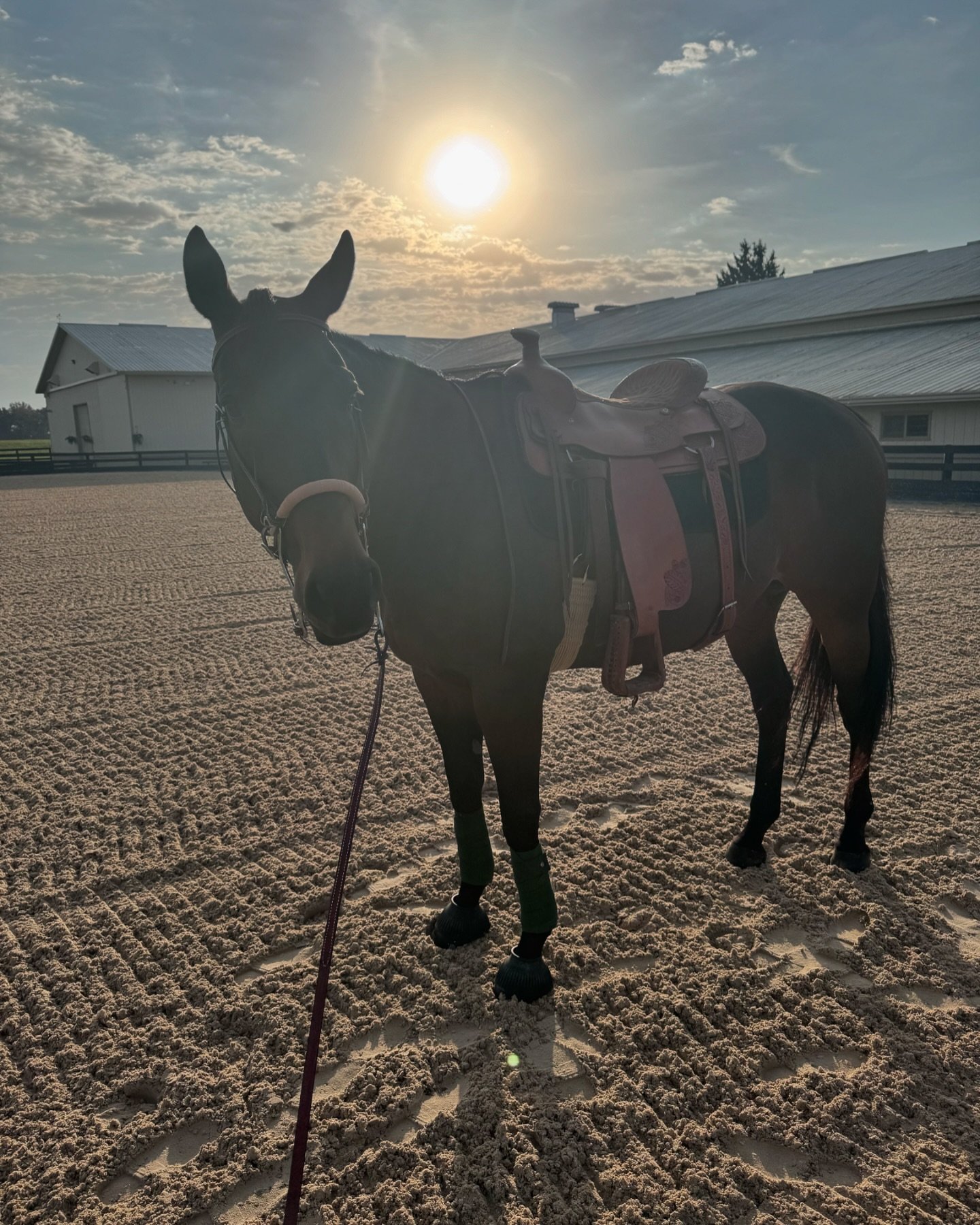 Because everything I do always has a story behind it&hellip; 

Everyone knows my mom was the western trainer, my dad obviously hunter and jumpers&hellip; blah blah blah I&rsquo;ll save you all the sappy stuff. 

Long story short, I remember my mom&rs
