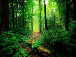 The Discipline of Christian Meditation