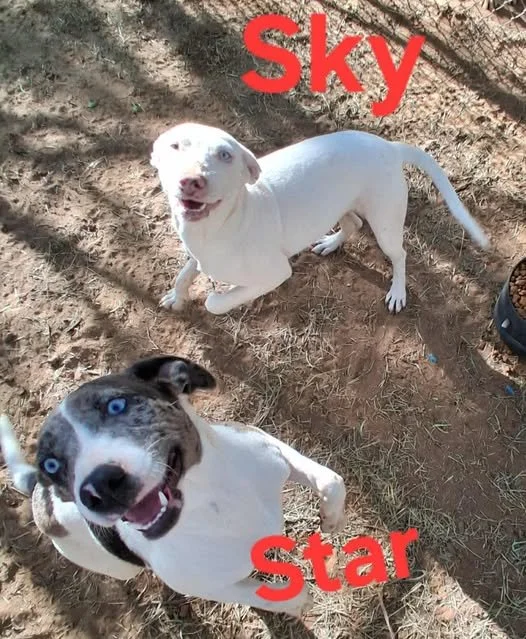 Sky/Star/Trigger