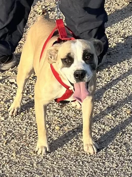 Gracie