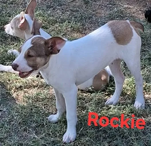 Rockie