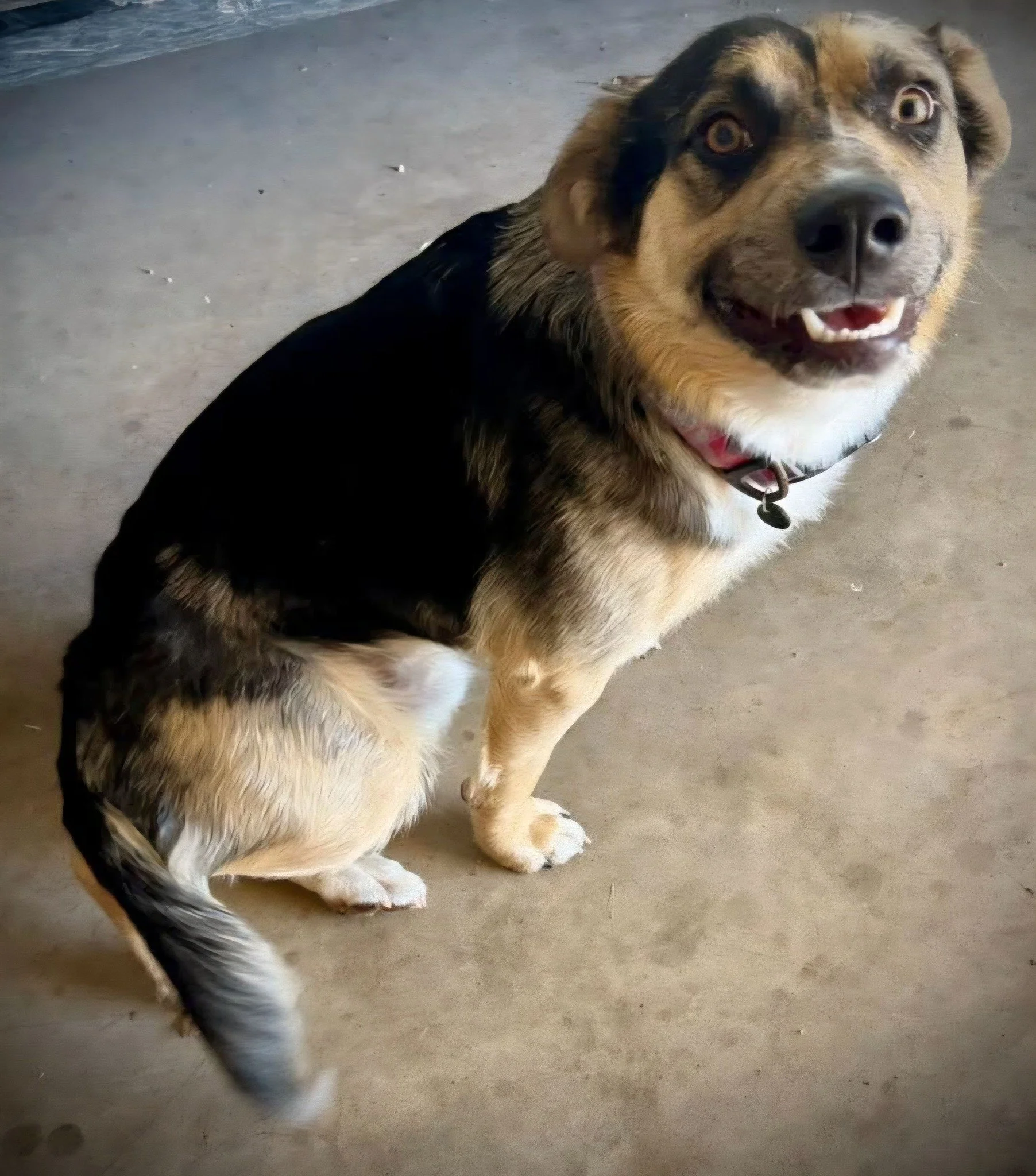 Ruger