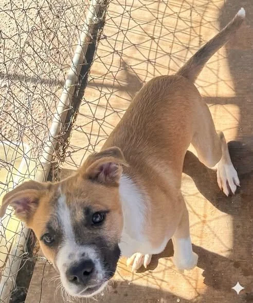 Roscoe