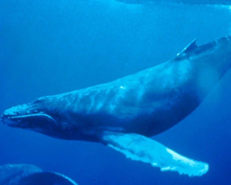 Episode 16: Wonderful Whales Episode 16: Wonderful Whales