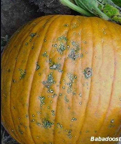 Example of Diseased Pumpkin