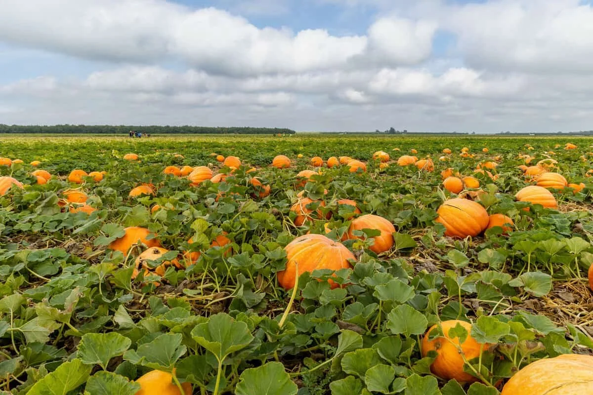 Pumpkin Farm