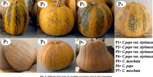 Cucurbita Types