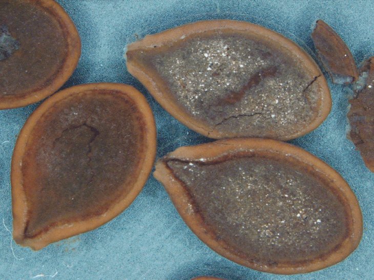Ancient Wild Squash Seeds