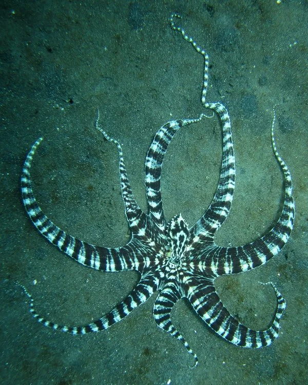 Mimic_Octopus_2.jpg