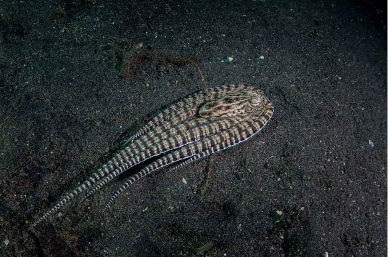 Mimic_Octopus_Flatfish.PNG