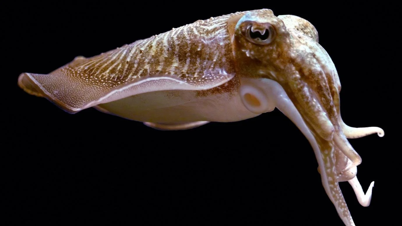 Cuttlefish.jpg
