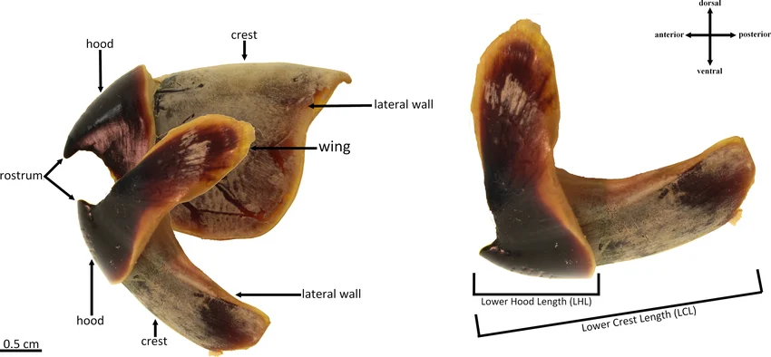 Beak.PNG