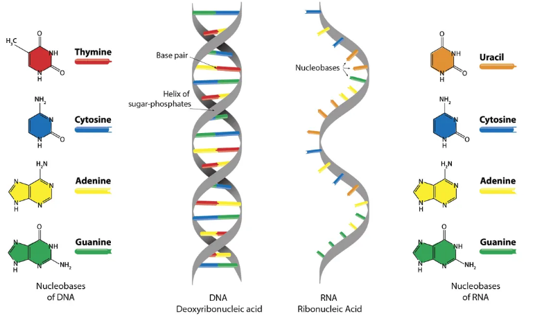 DNA-RNA.PNG