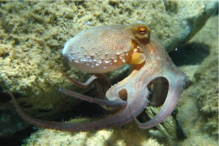 Octopus Vulgaris.PNG