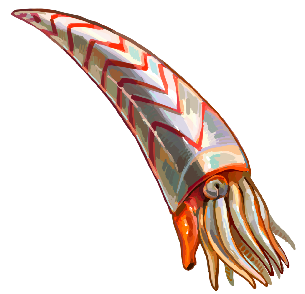 Plectronoceras.png