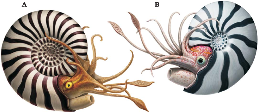 Reconstruction-of-two-Late-Volgian-ammonites-from-Craspeditidae-family-Kachpurites.png