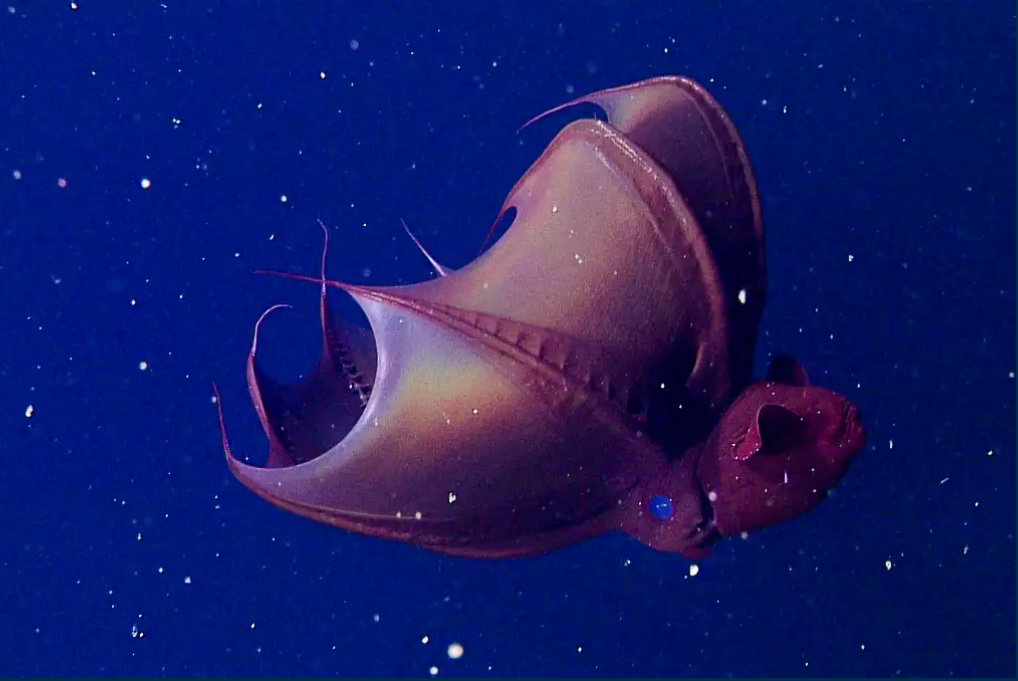 vampire_squid.PNG