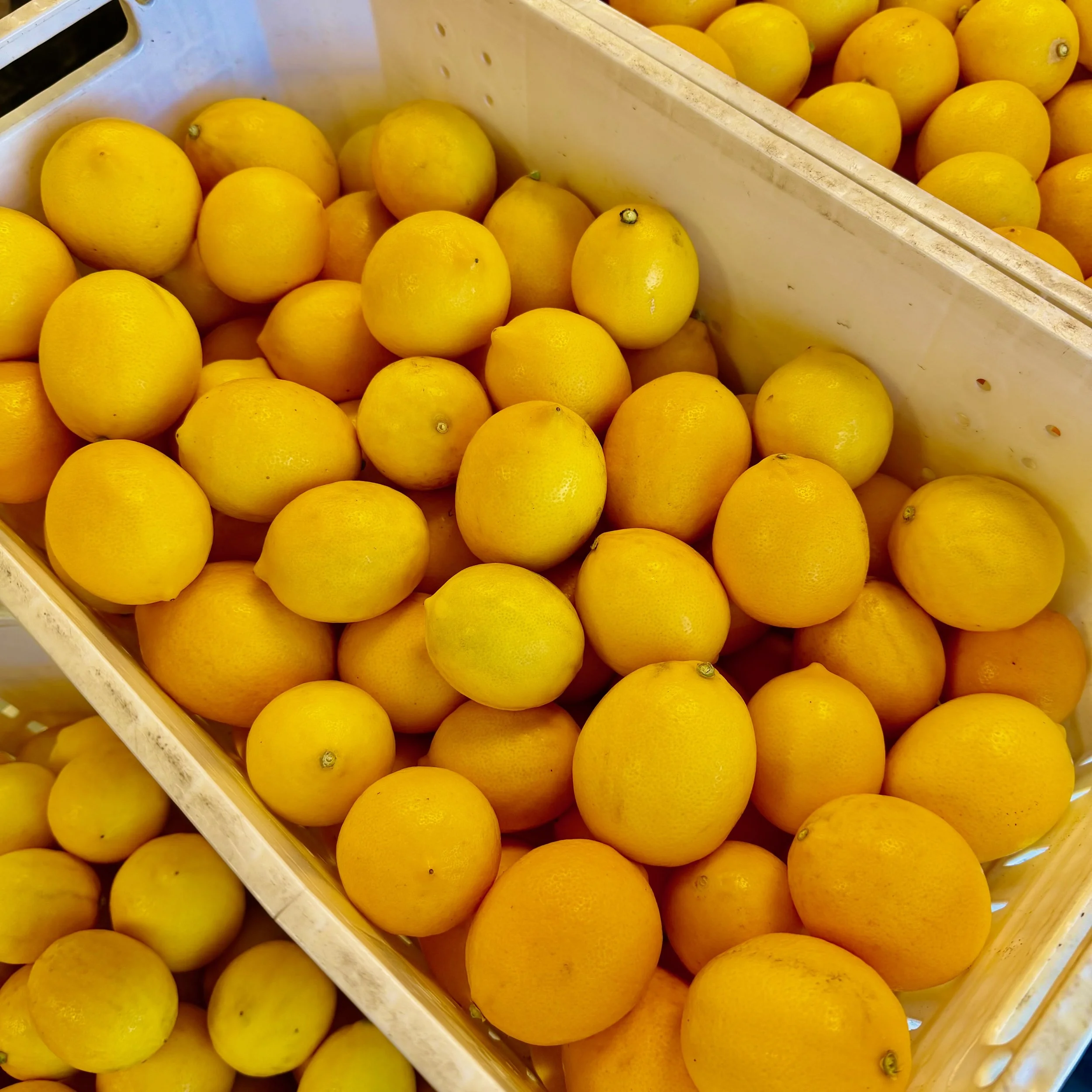 Meyer Lemon Season: Capturing Peak Flavor at The Baker and the Cakemaker