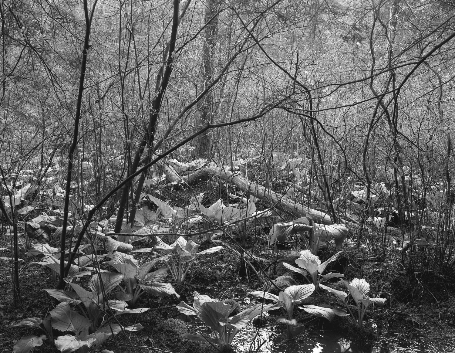 Skunk Cabbage, Guilford, Connecticut
