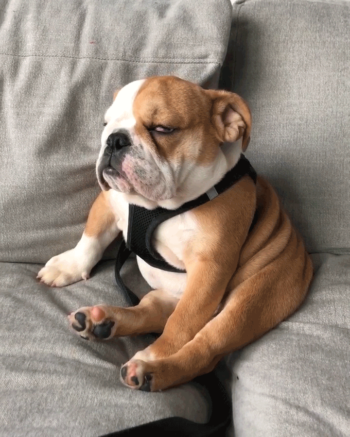 The Truth about Getting a Dog