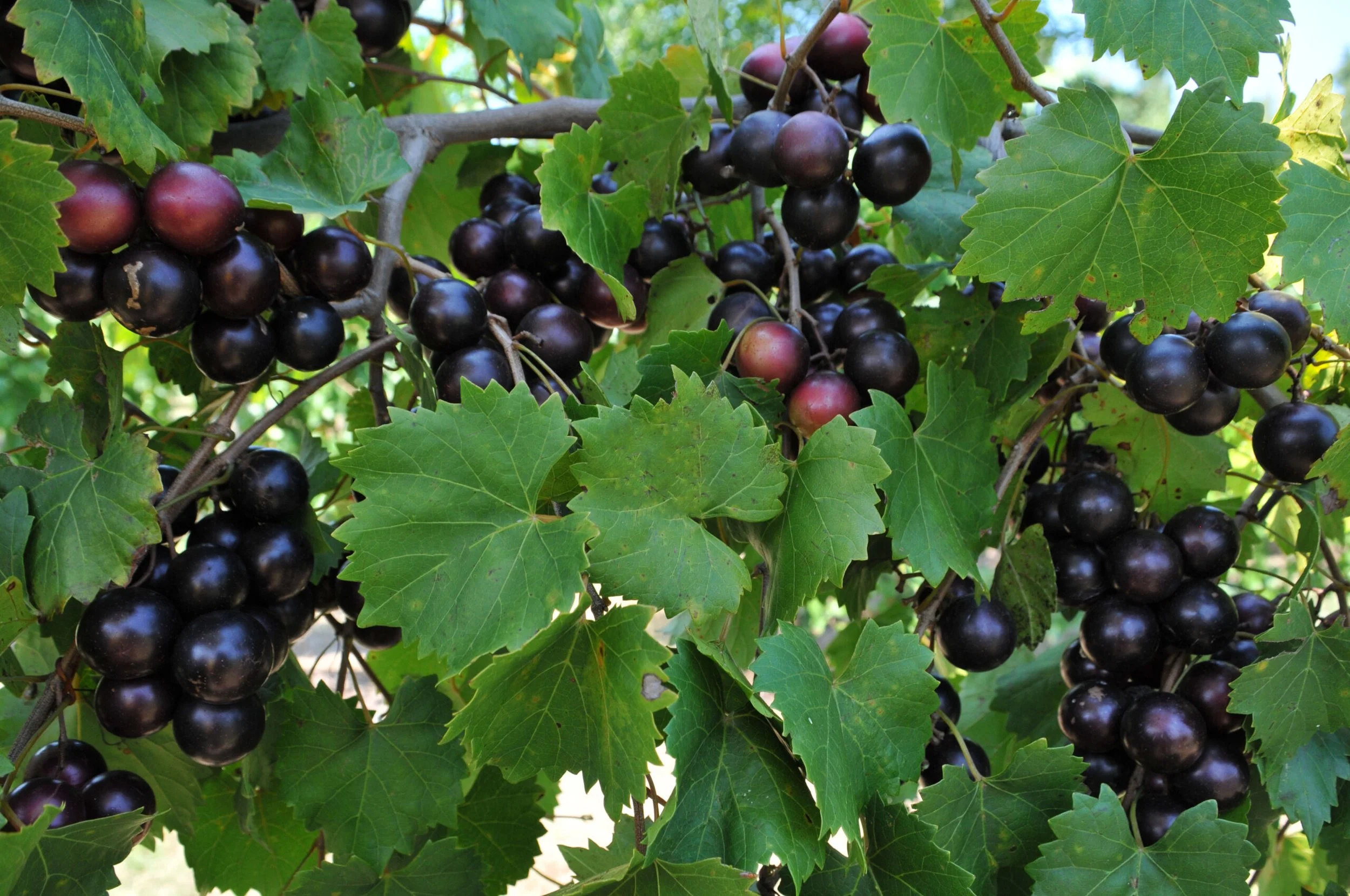 Muscadine vines.jpg