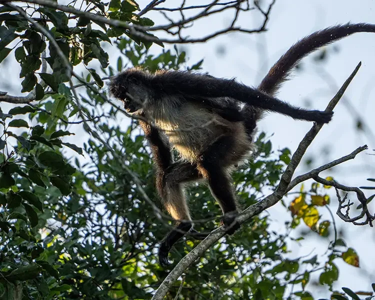Spider Monkey in the Yucatan