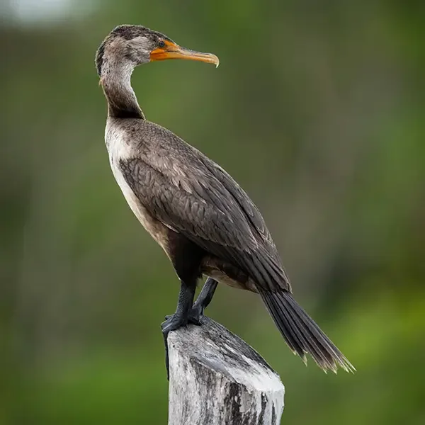 Juvenile Cormorant