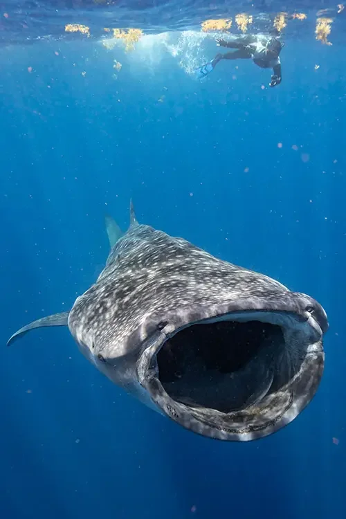 Cozumel Whale Shark
