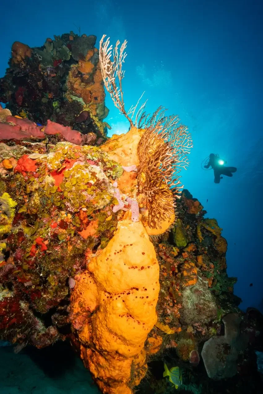 Diver drifting over hard corals in Cozumel