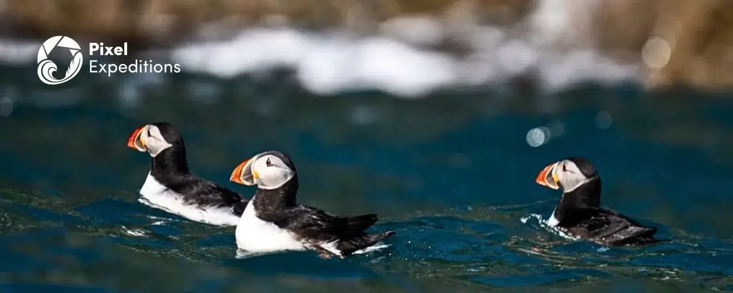 Three Sharks, a Hundred Puffins, and a Week of Atlantic Wind