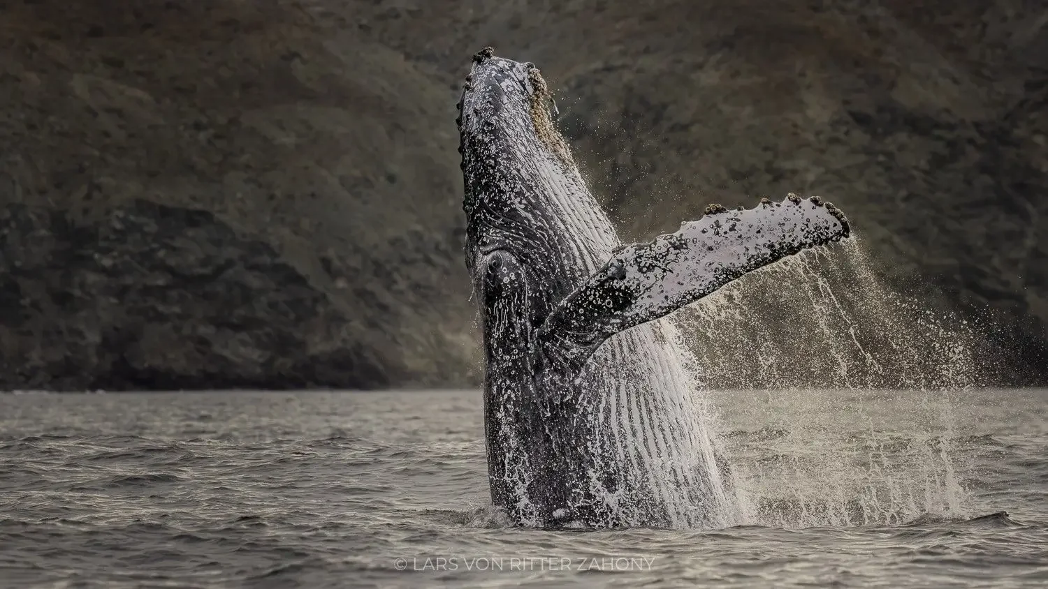 A humpback whale breaching during the sardine run Magdalena Bay