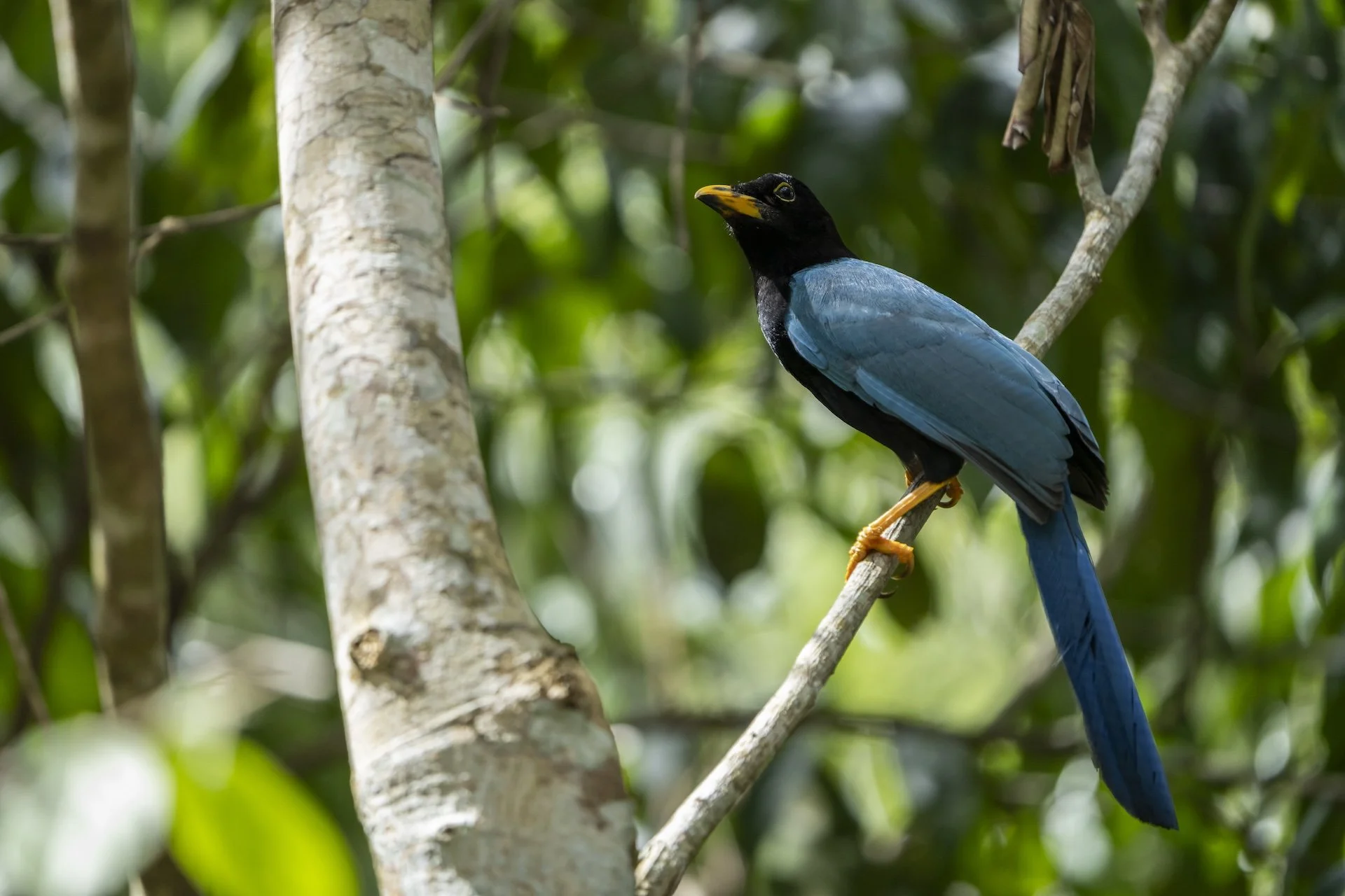 Wildlife Encounters in the Yucatán You’ll Never Forget