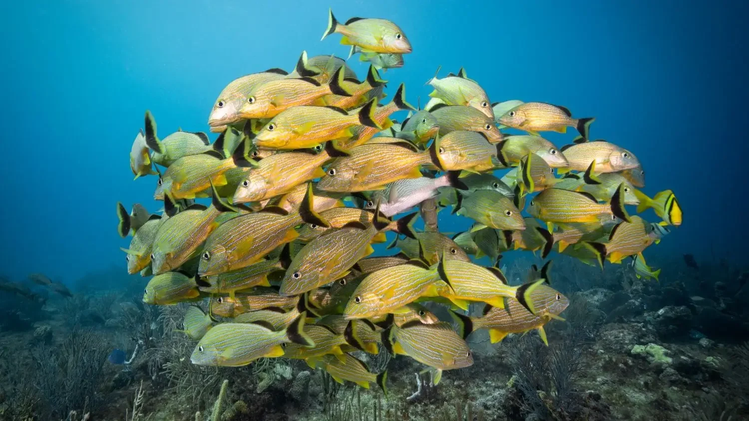 Playa del Carmen vs. Cozumel: Which Should You Choose?