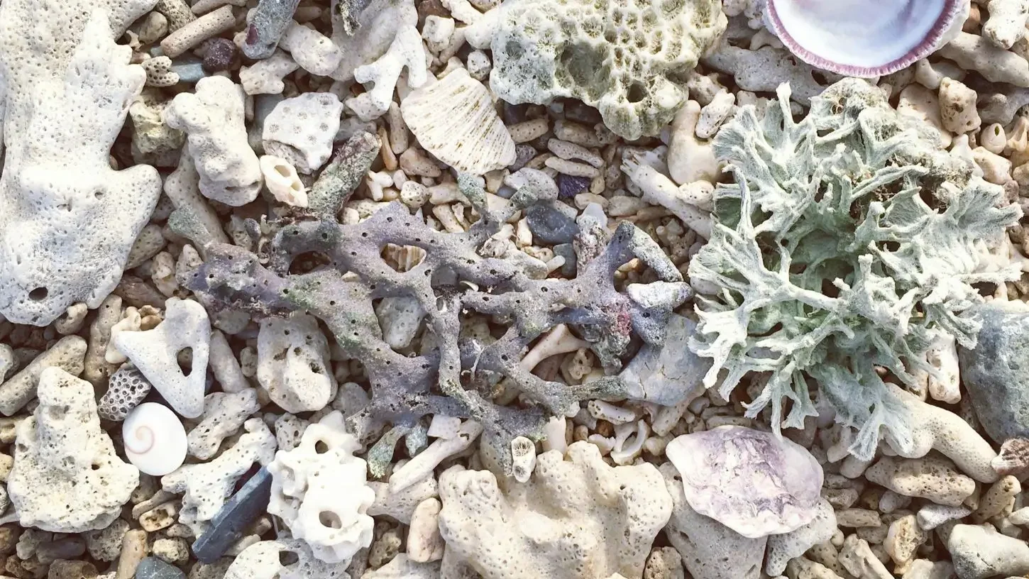 Reef Revival: How Divers Can Help Coral Conservation in Mexico