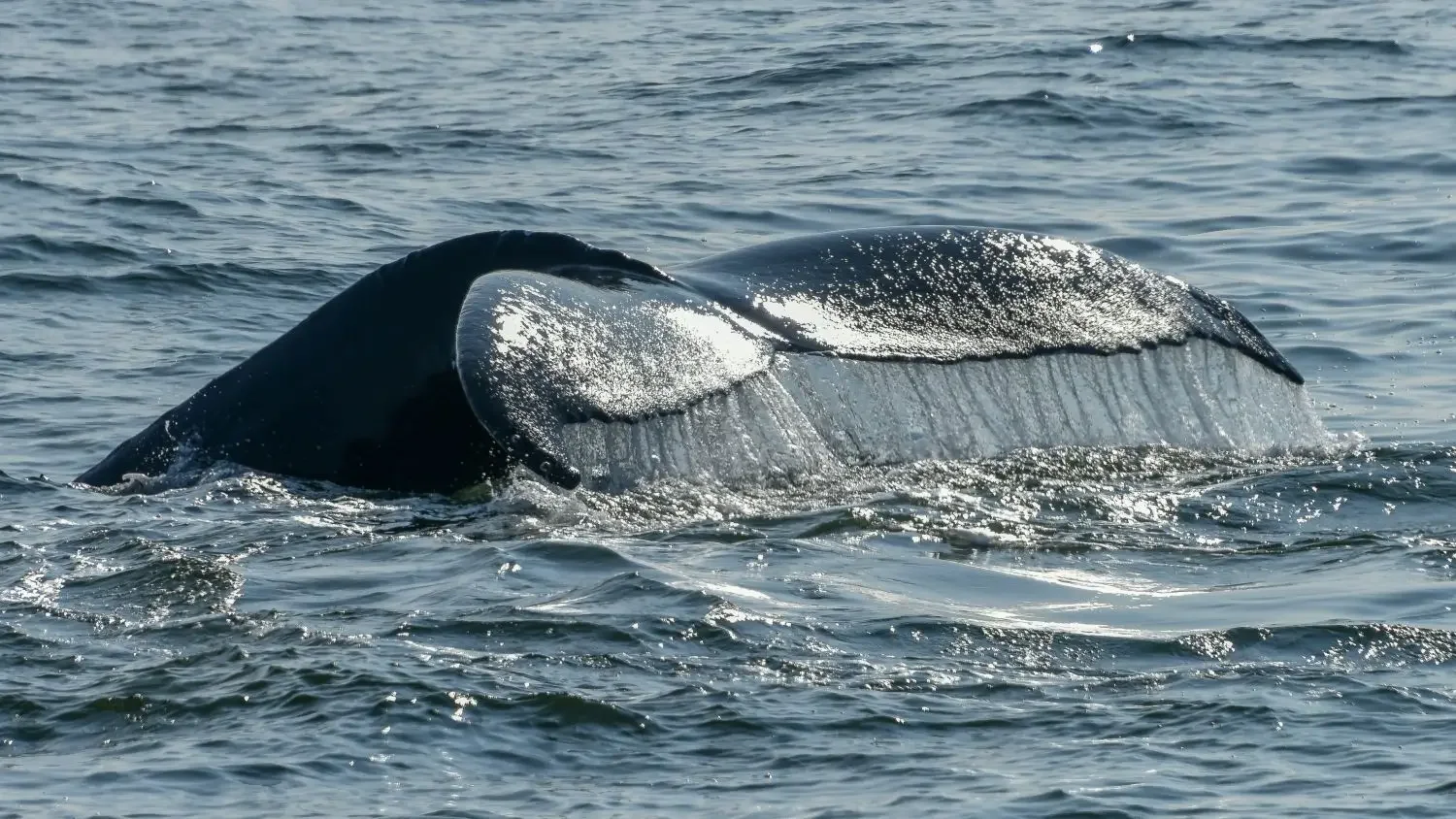 Grey Whales of Baja: Following One of Nature’s Greatest Migrations