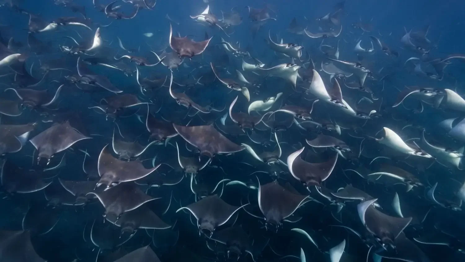 A huge school of mobula rays  close to the surface off Magdalena Bay in Baja Mexico
