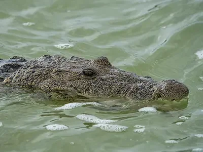 Morelets Crocodile in Celestun