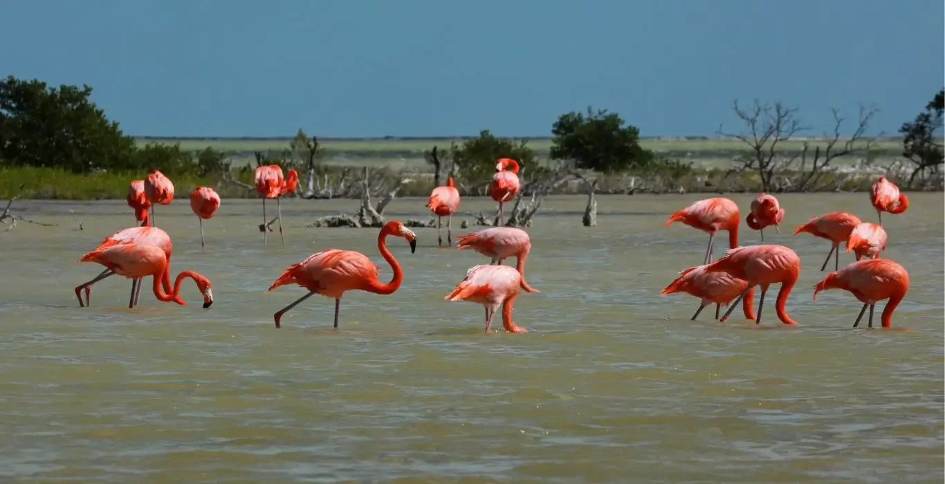 Flaminos in the Rio Lagartos UNESCO Biosphere Reserve, Mexico