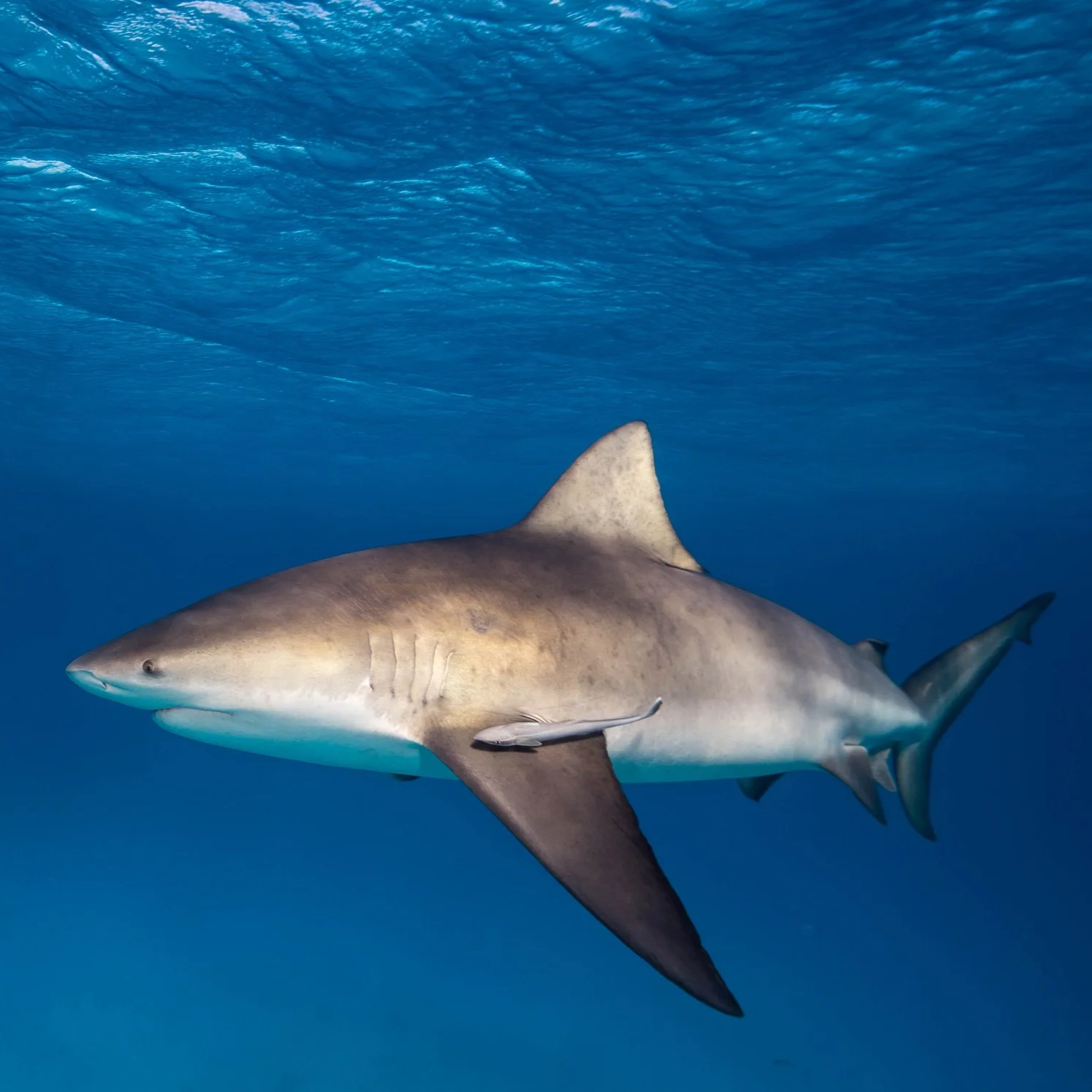 Cozumel Bull Shark